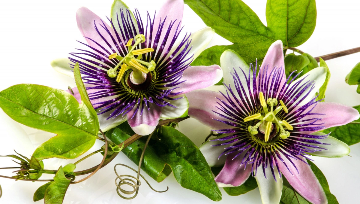 Фото Пассифлора