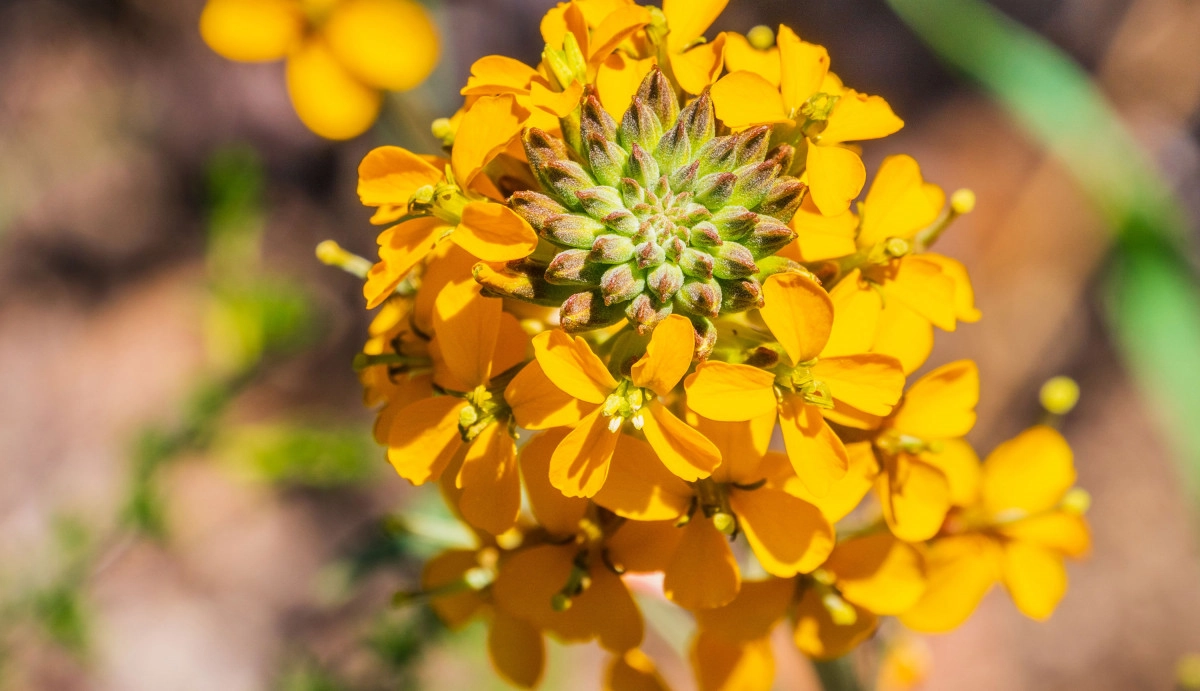 Фото Жёлтый левкой