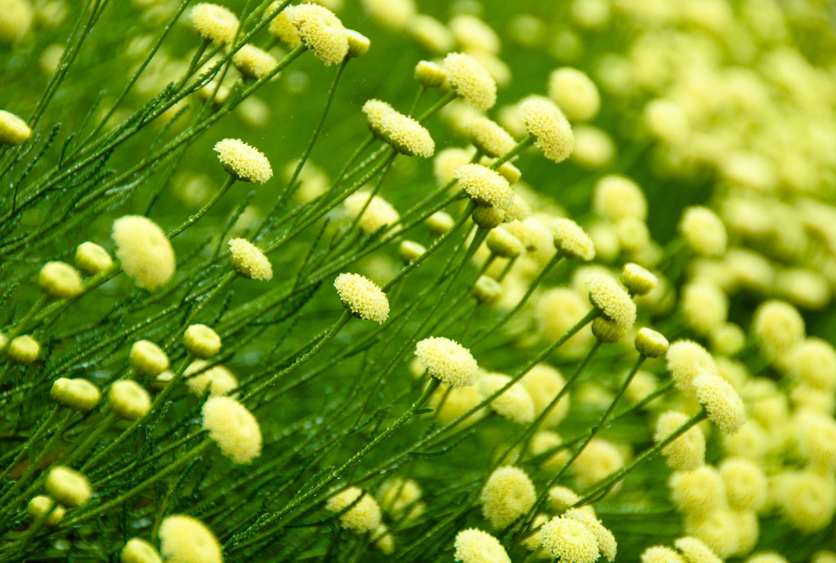 Фото Сантолина