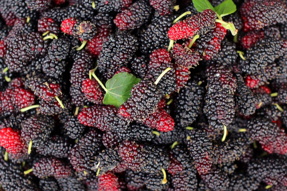 Фото Mulberry