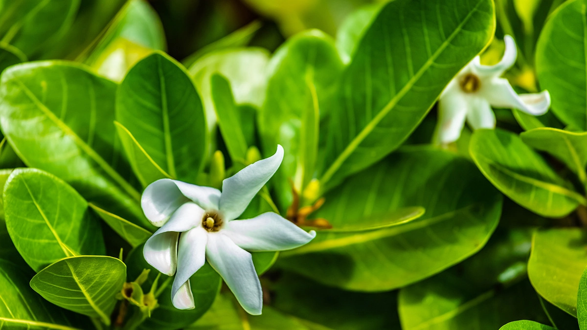 Фото Цветок тиаре