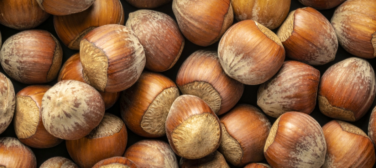 Фото Фундук