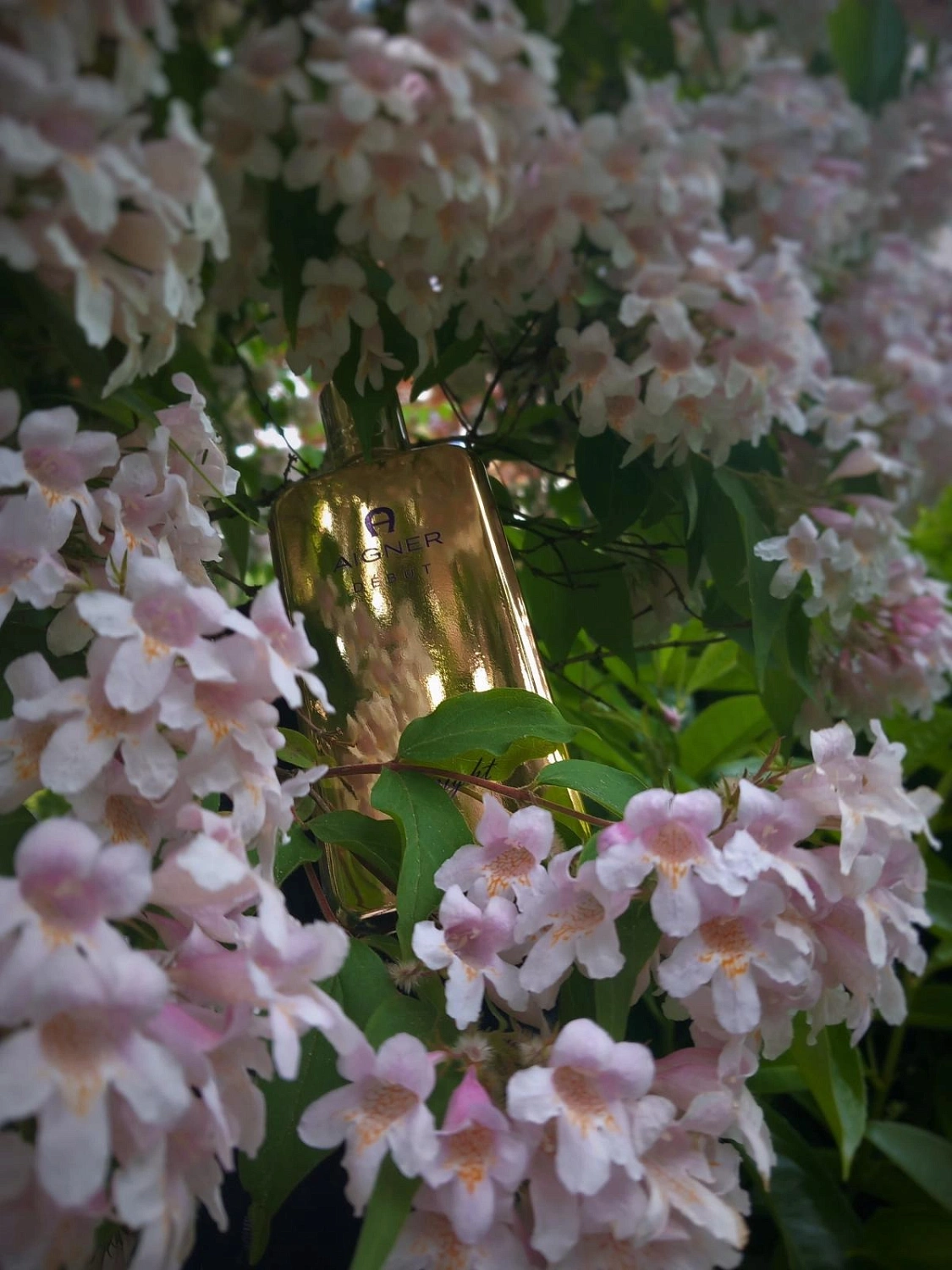 Aigner Debut by Night