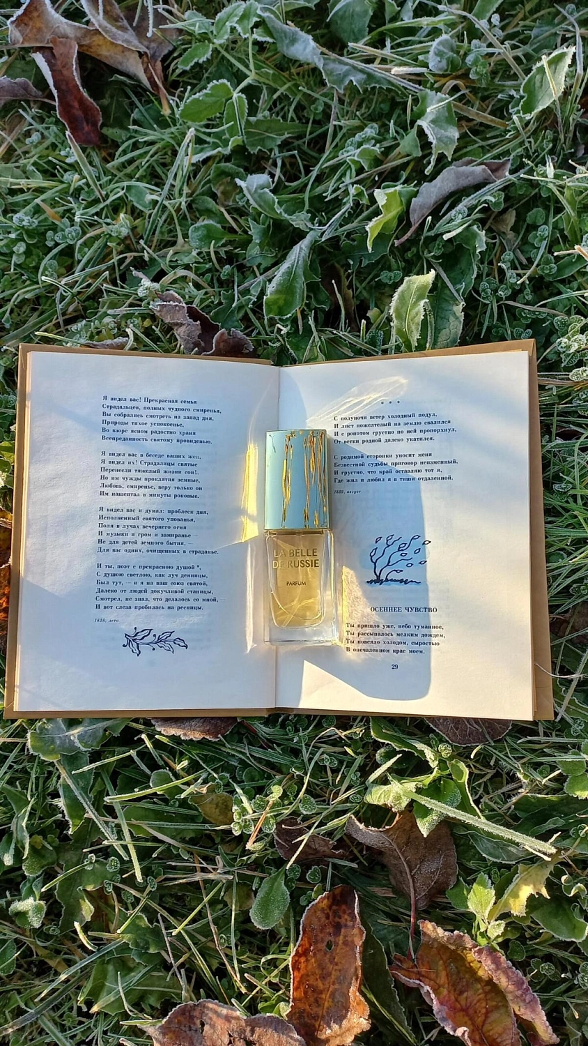 Novaya Zarya (Новая Заря) Русская красавица (La belle de russie)