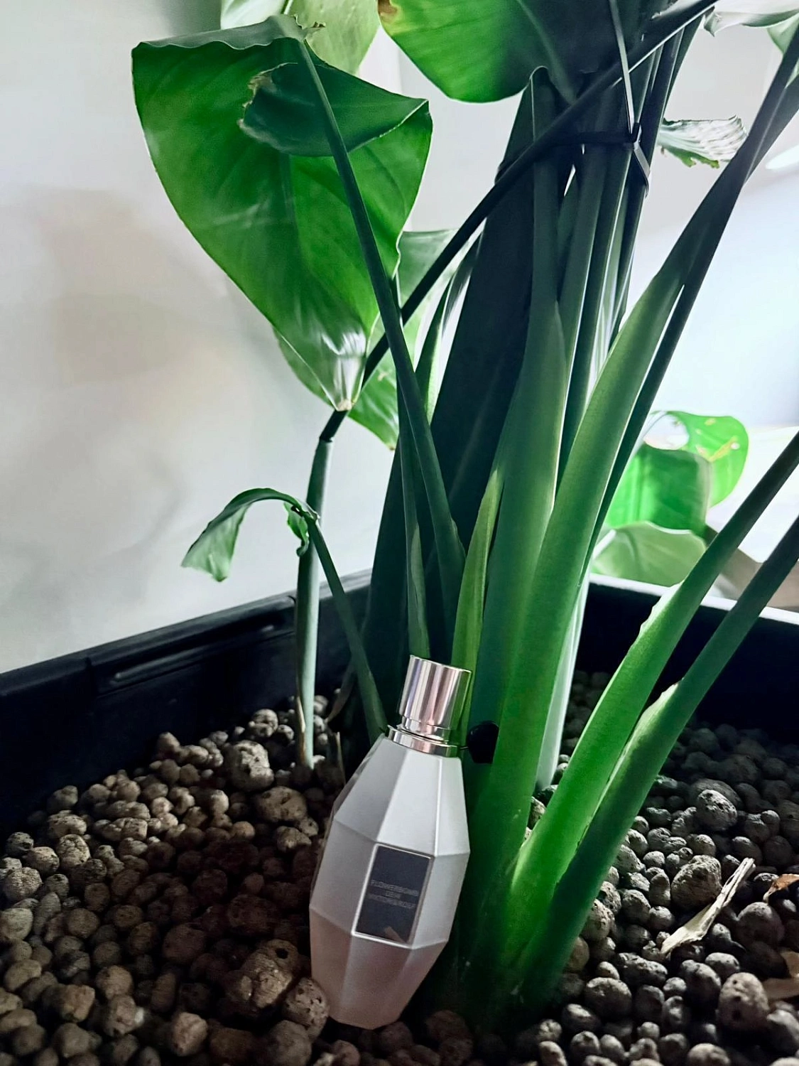 Viktor & Rolf Flowerbomb Dew