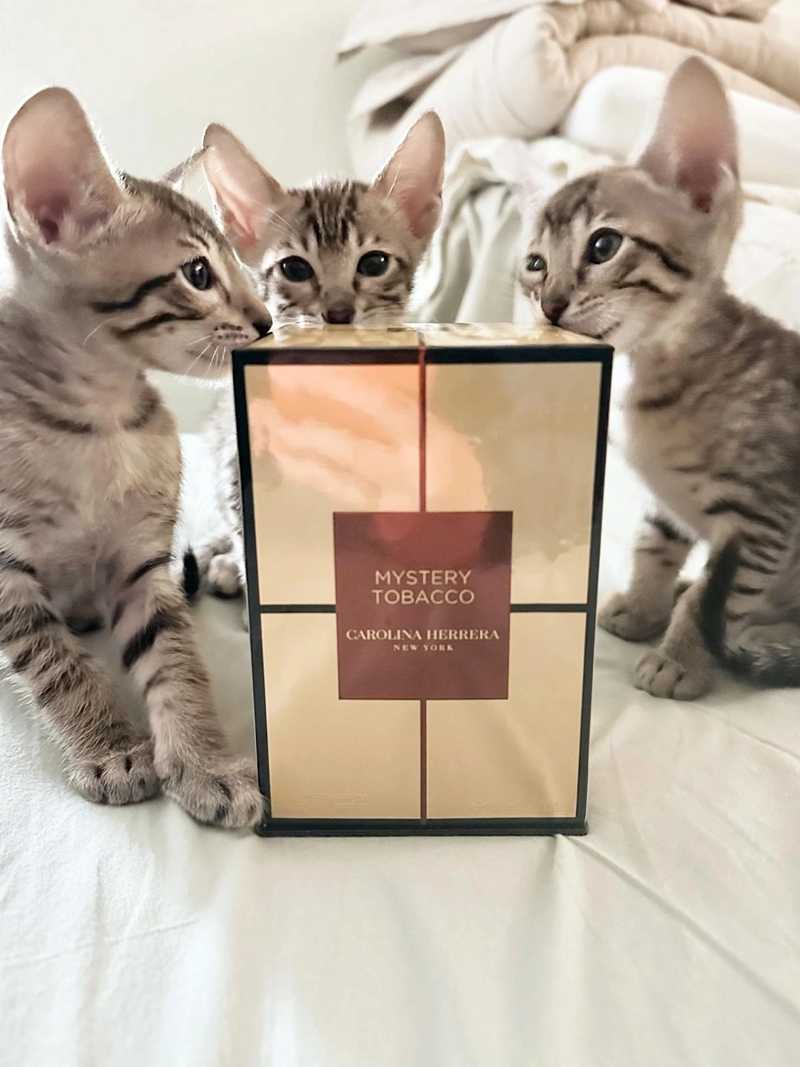 CAROLINA HERRERA Mystery Tobacco CAROLINA HERRERA Mystery Tobacco