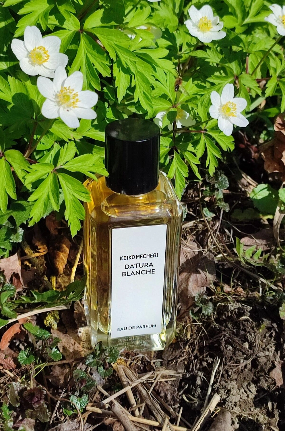 Keiko Mecheri Datura Blanche