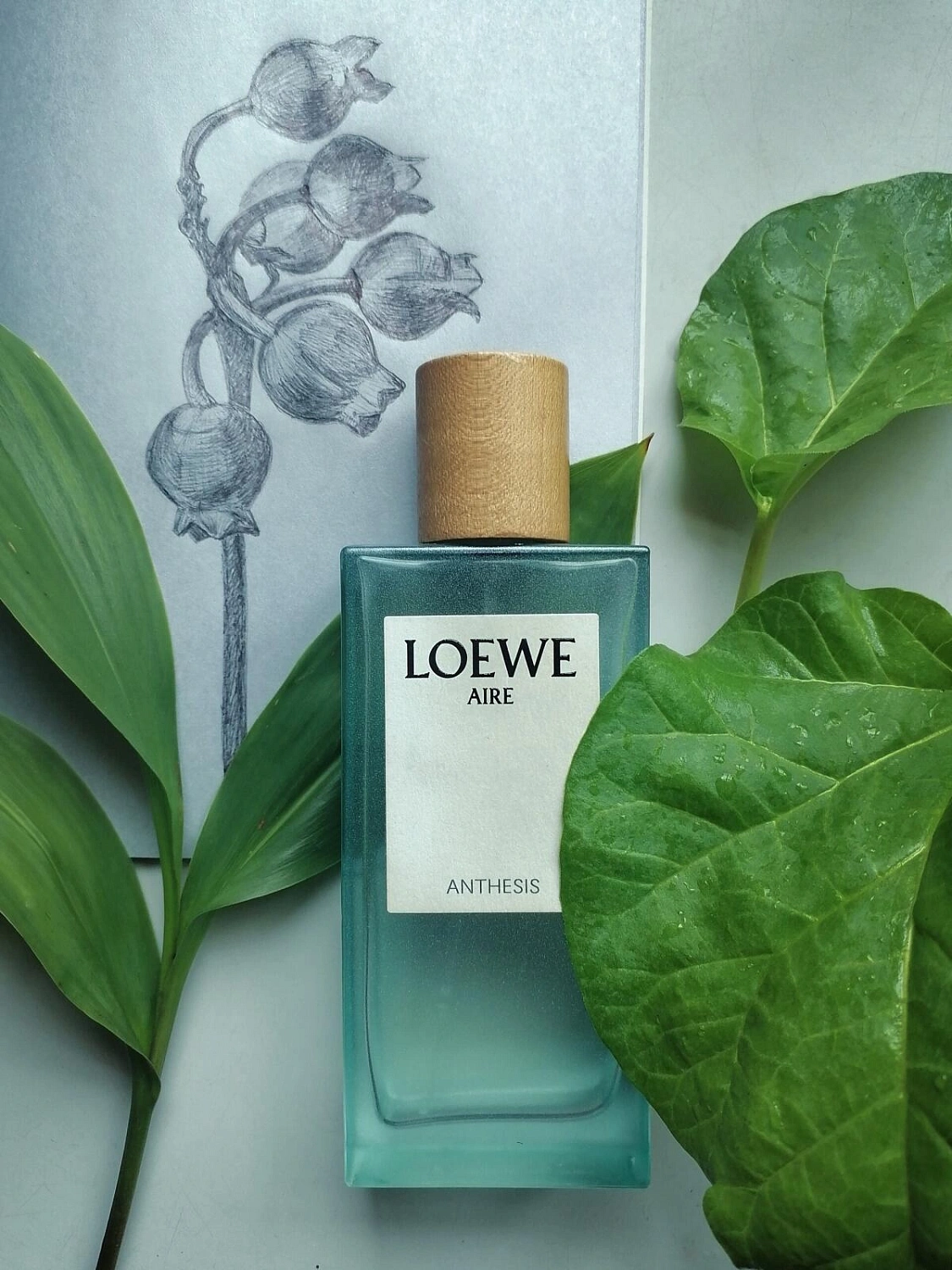 Loewe Aire Anthesis