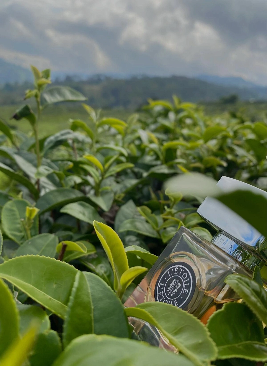 Arte Profumi L'Etoile Arte Profumi L'Etoile
