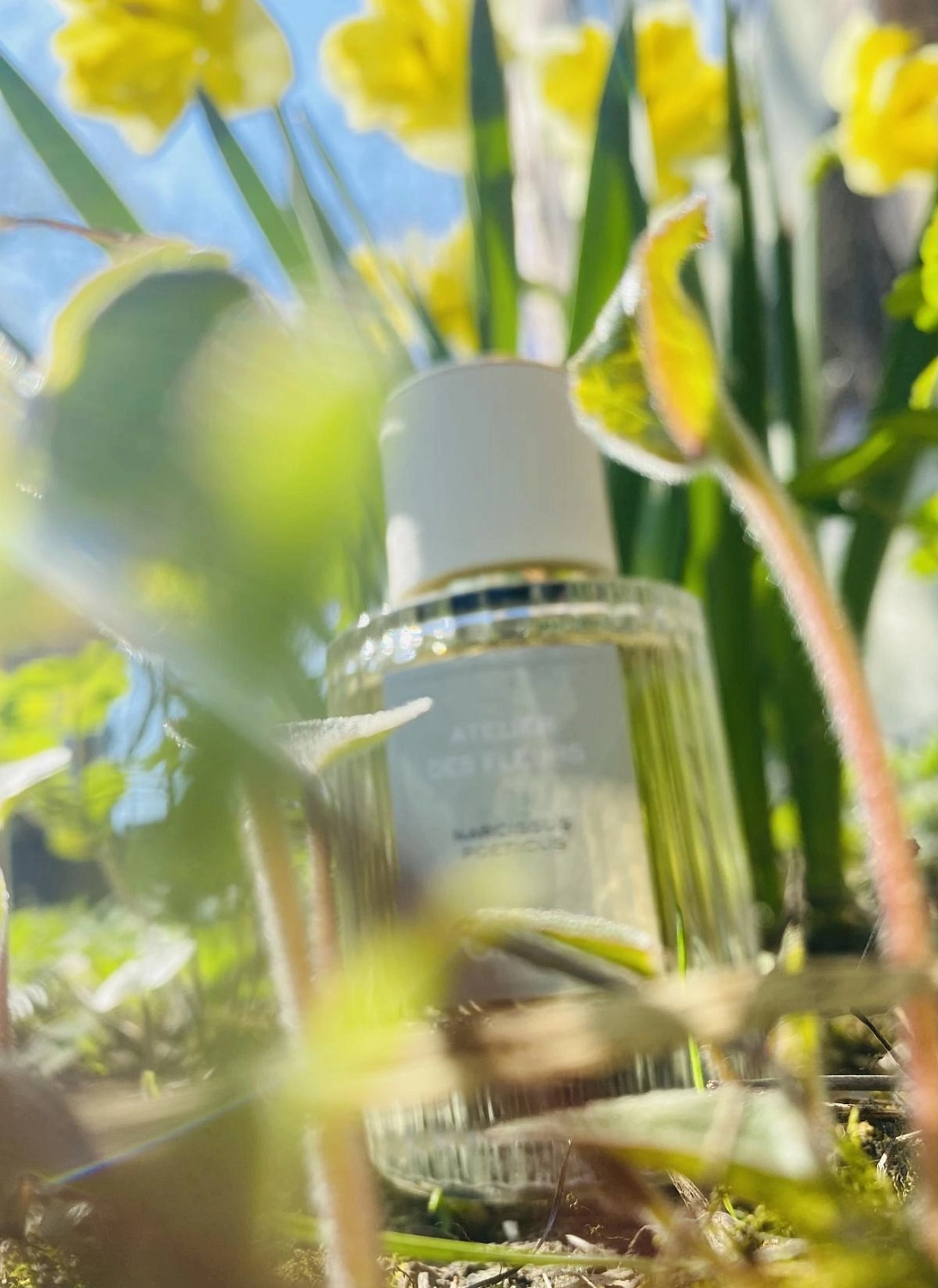 Chloe Narcissus Poeticus