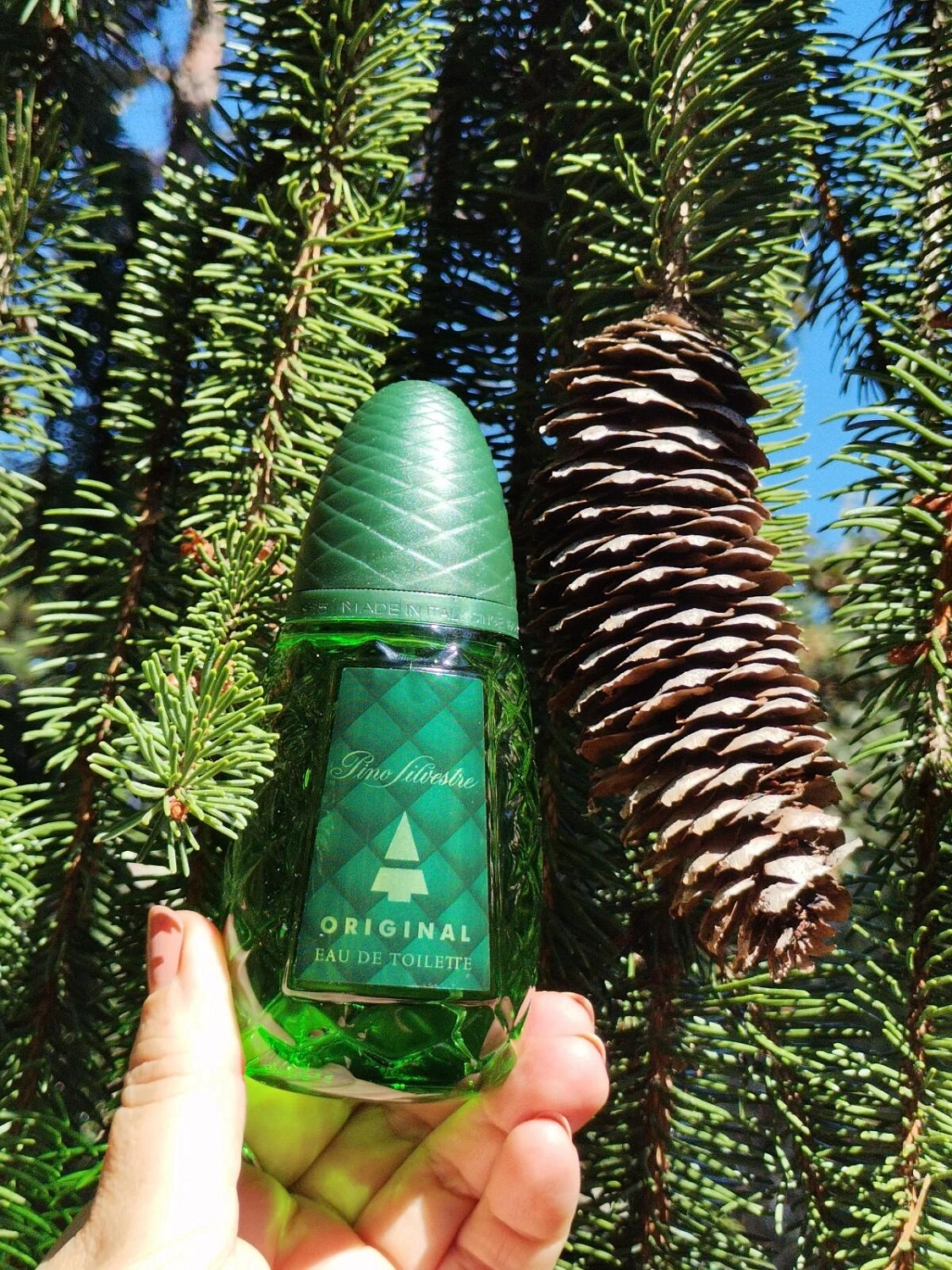 Pino Silvestre Original