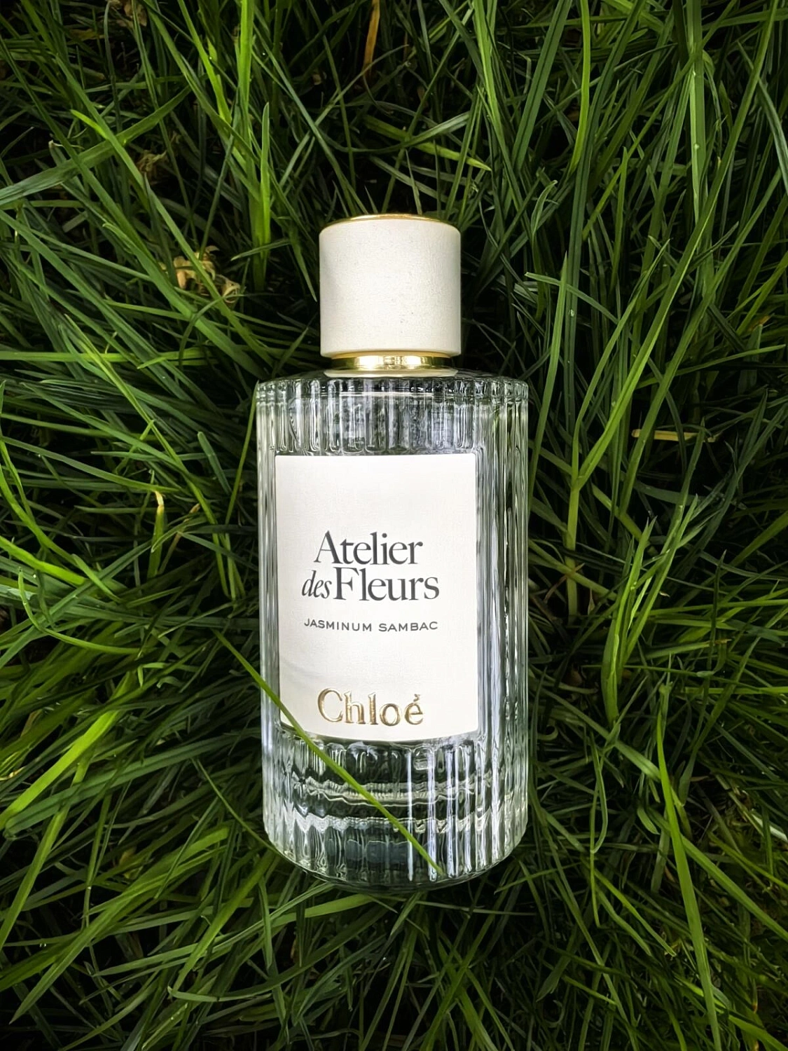 Chloe Atelier Des Fleurs Jasminum Sambac