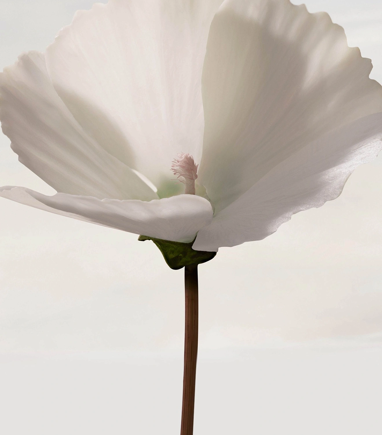 Burberry Snow Blossom Burberry Snow Blossom