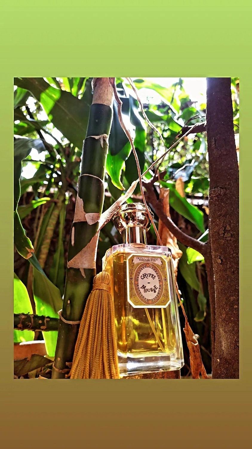 Oriza L. Legrand Chypre Mousse