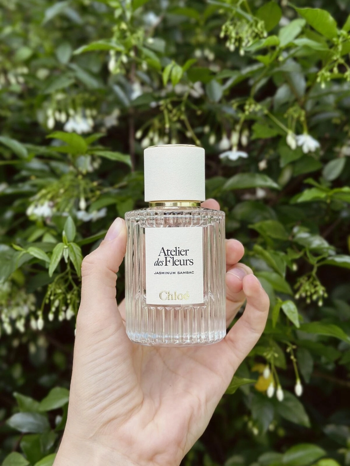 Chloe Atelier Des Fleurs Jasminum Sambac