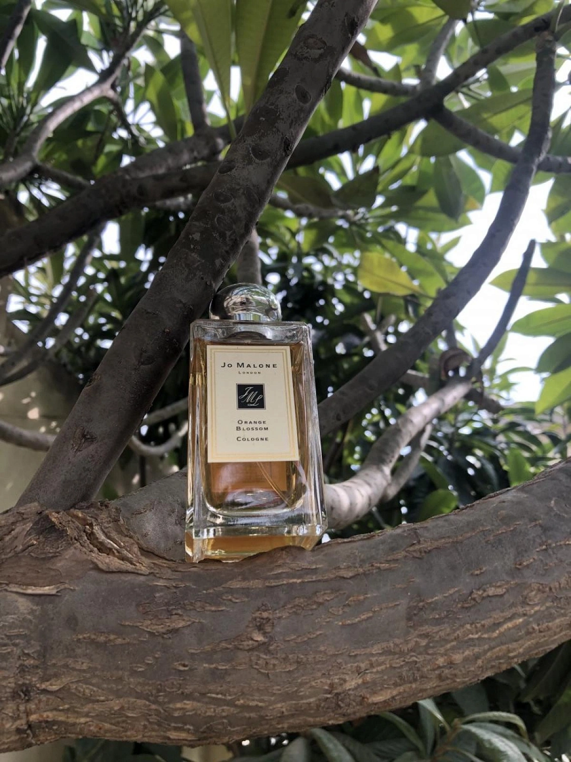 Jo Malone Orange Blossom Limited (2019)