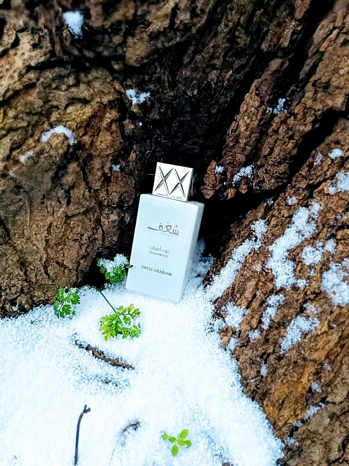 Swiss Arabian Shaghaf Oud Abyad