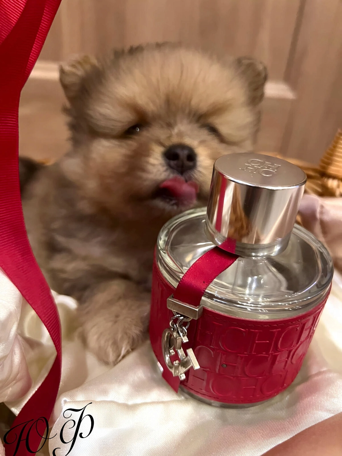 CAROLINA HERRERA CH (2015)