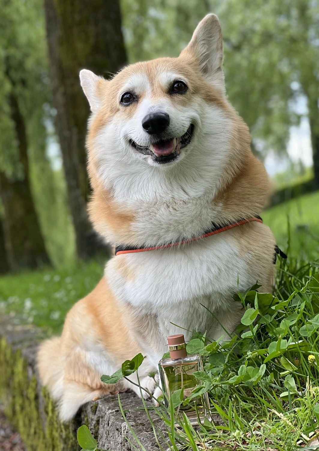 Chanel Allure Eau de Parfum