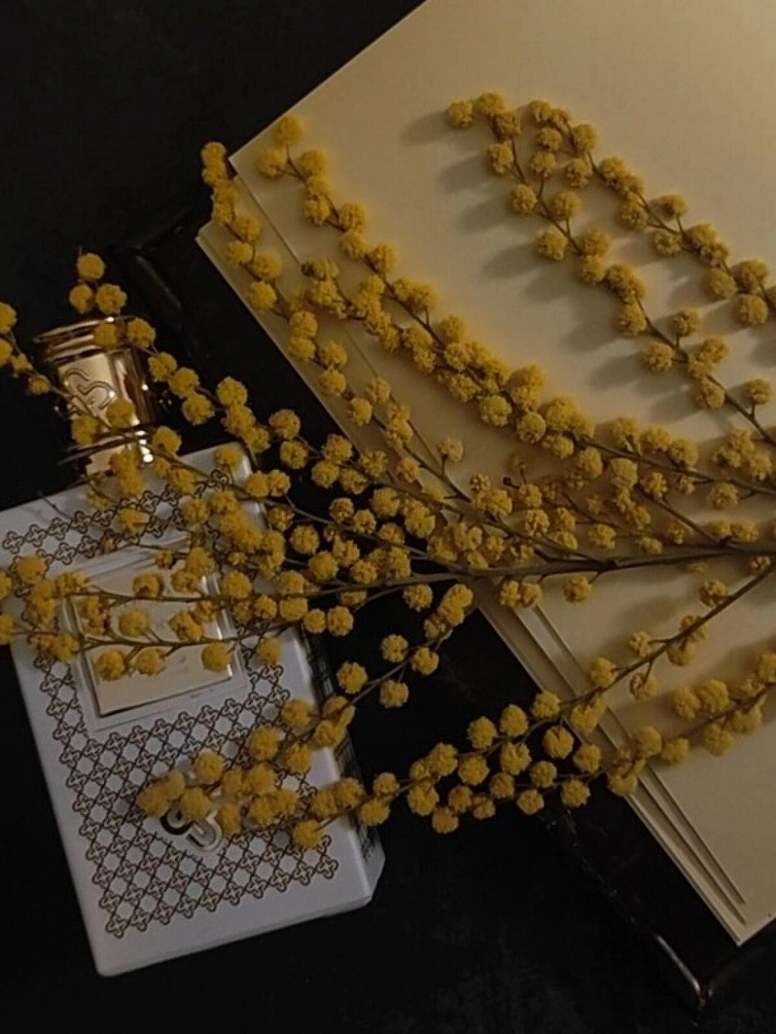 Perris Monte Carlo Mimosa Tanneron