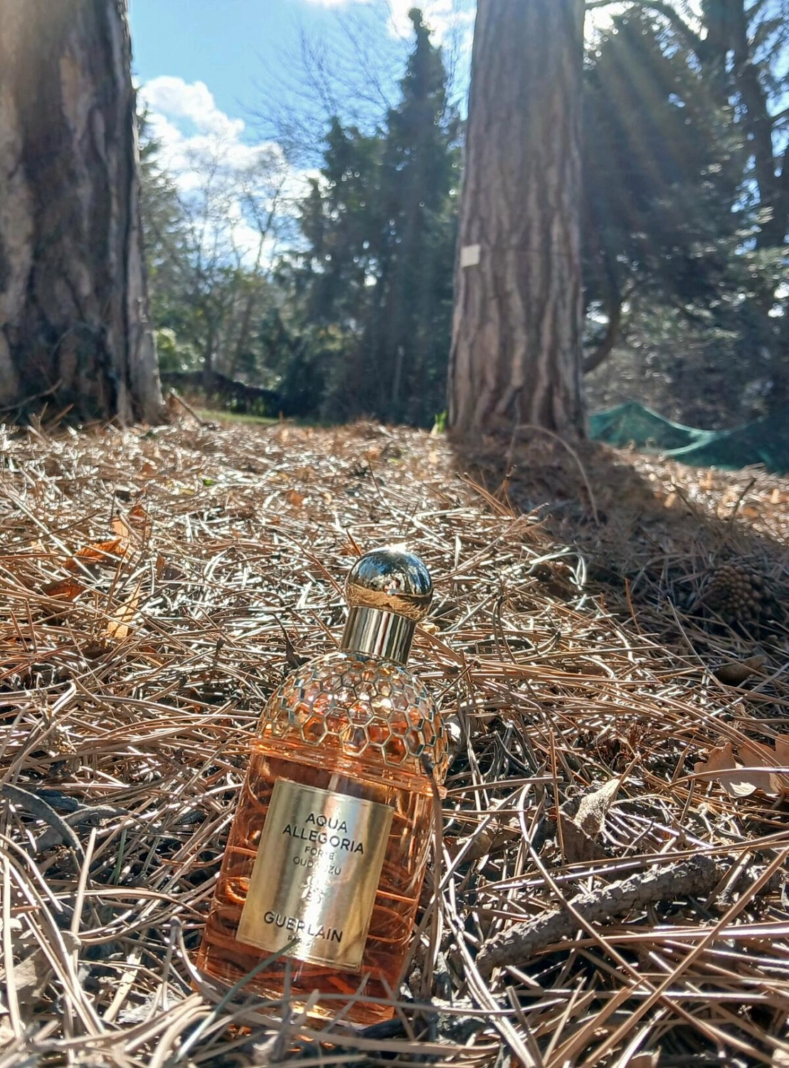 Guerlain Aqua Allegoria Forte Oud Yuzu Guerlain Aqua Allegoria Forte Oud Yuzu