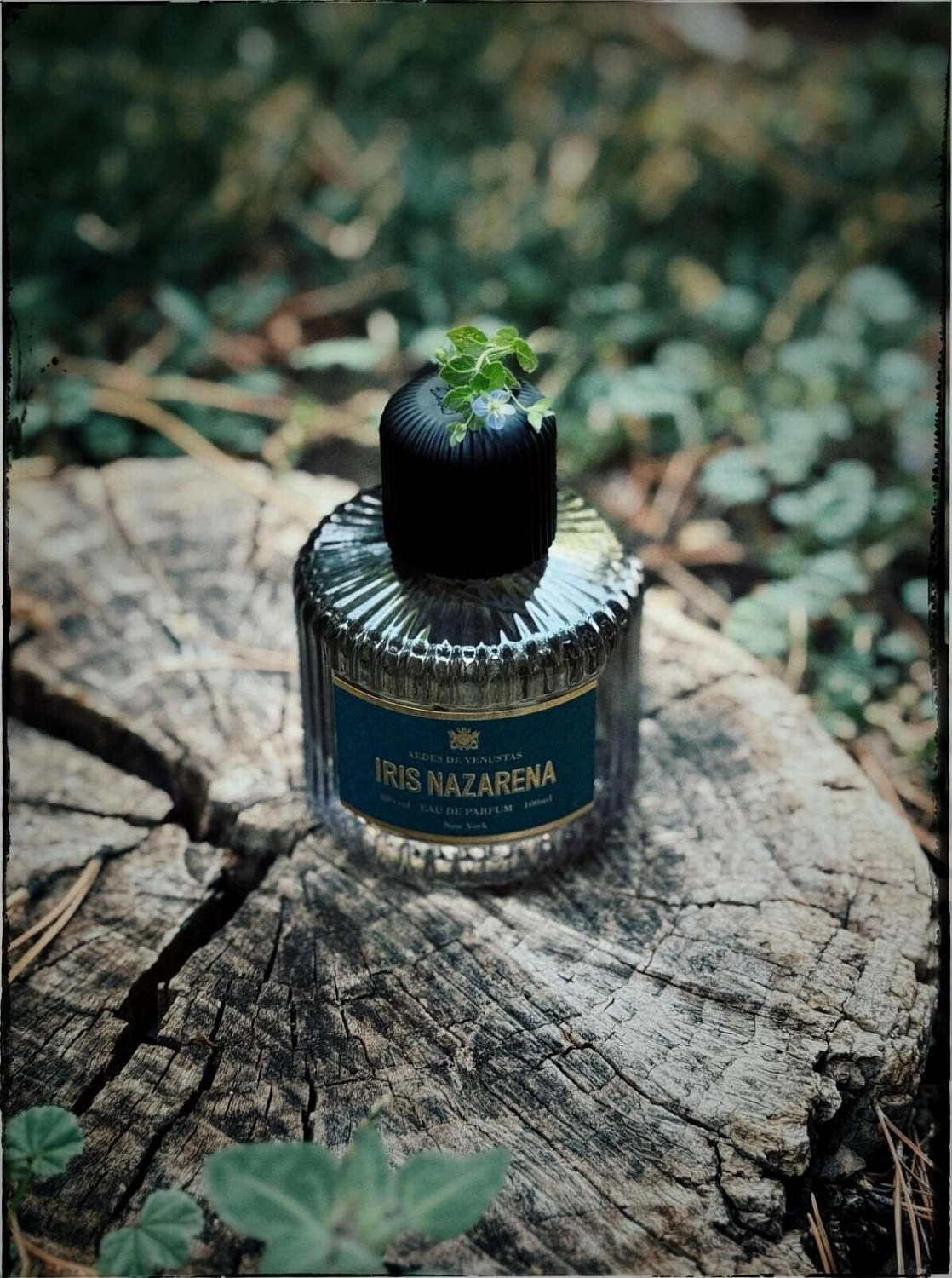 Aedes de Venustas Iris Nazarena