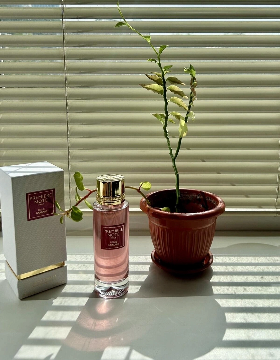 Premiere Note Figue Barbare