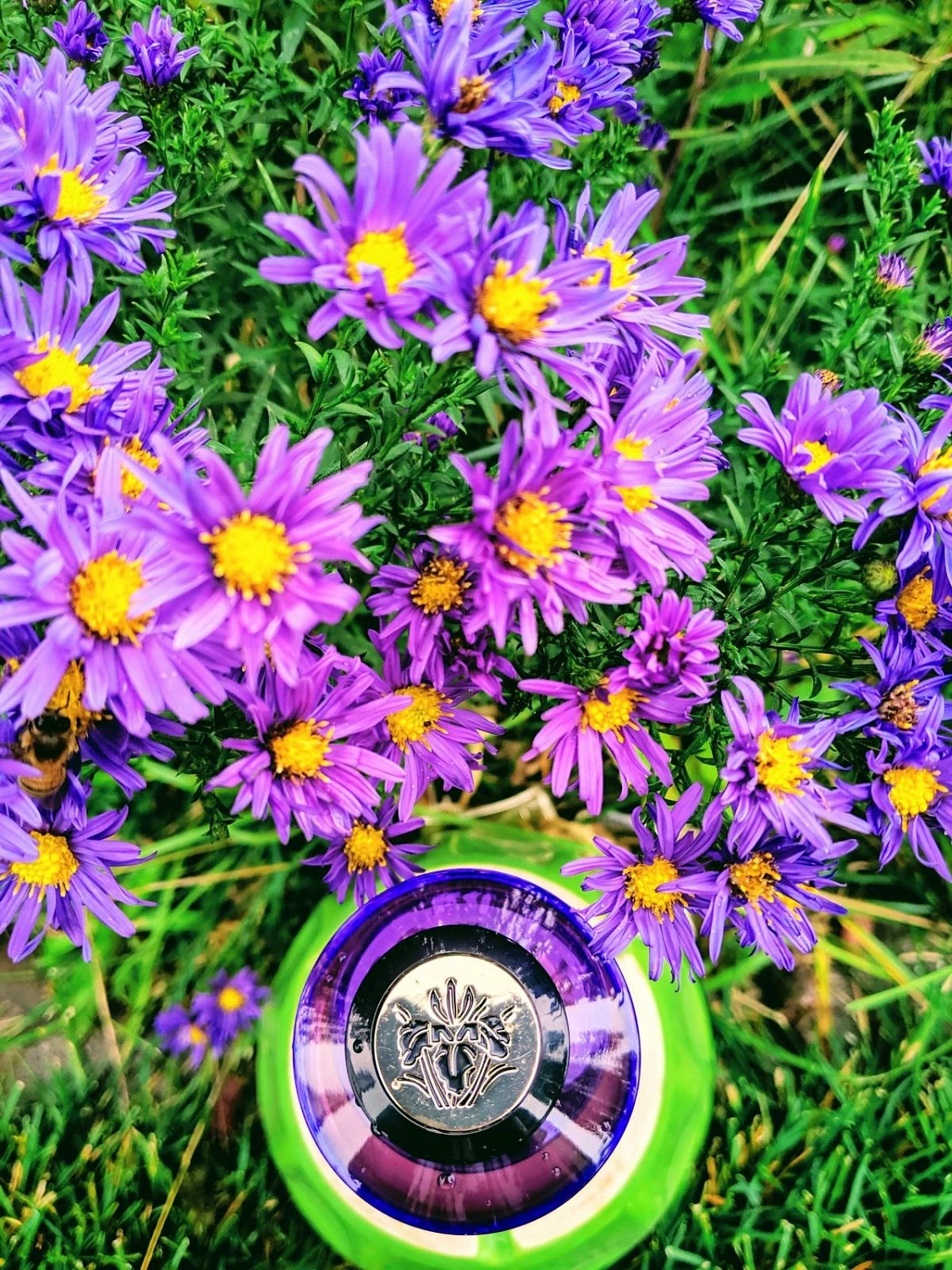 Mancera Purple Flowers