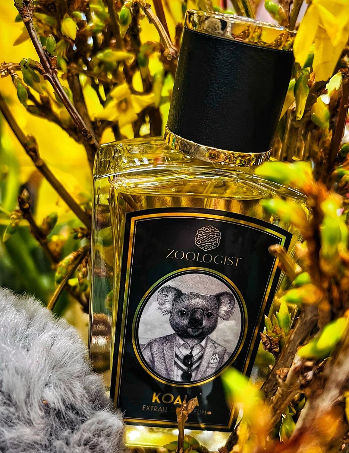Zoologist Perfumes Koala