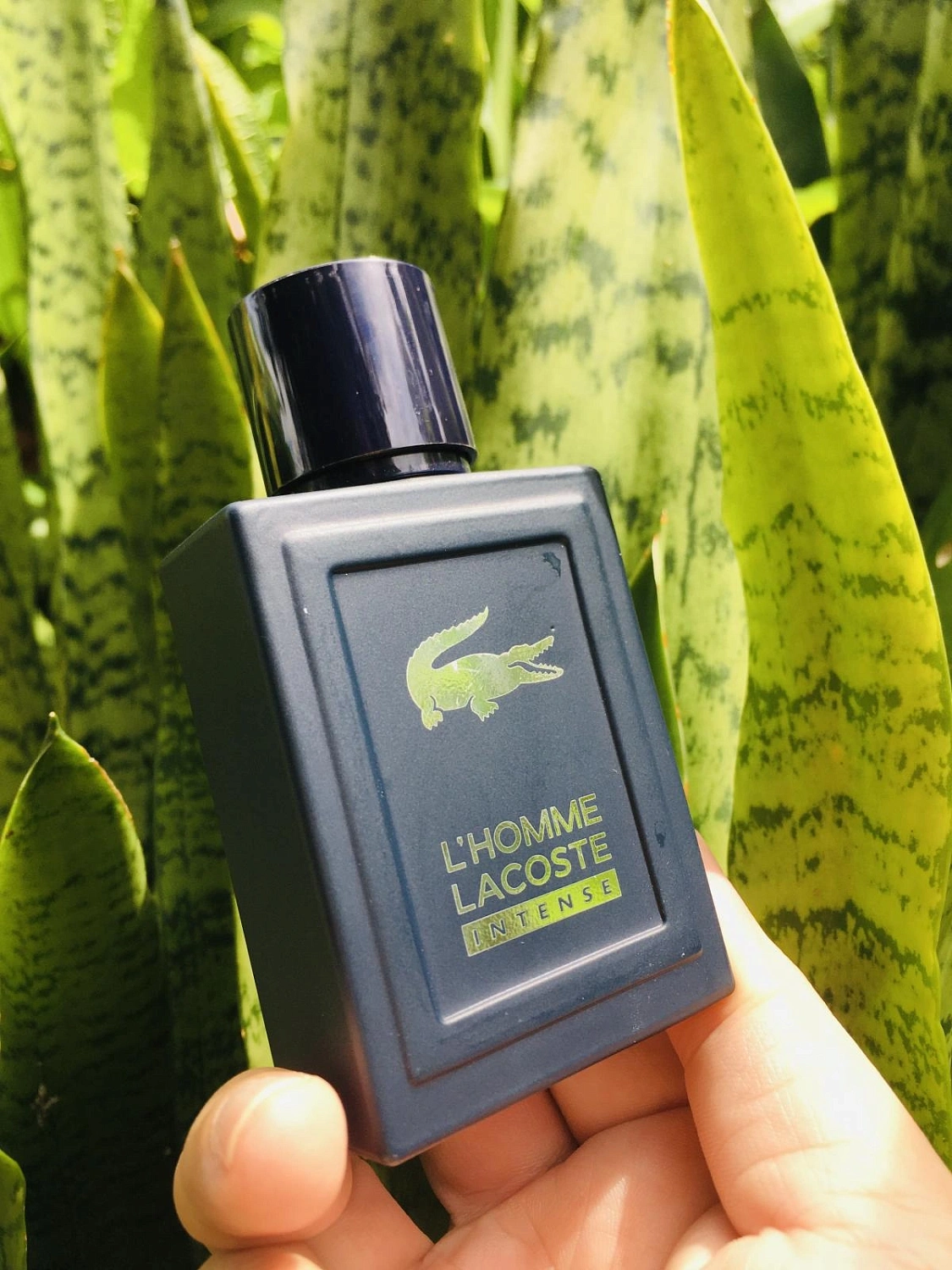 L’Homme Lacoste Intense