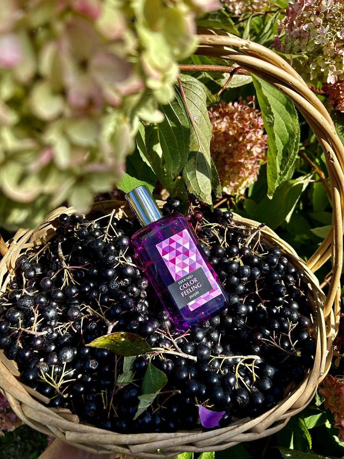 Brocard Color Feeling Purple