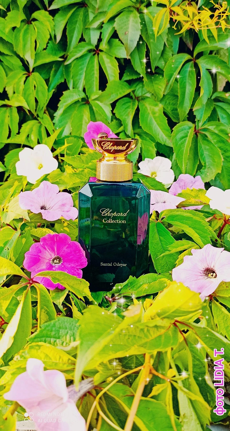 Chopard Santal Odeyar