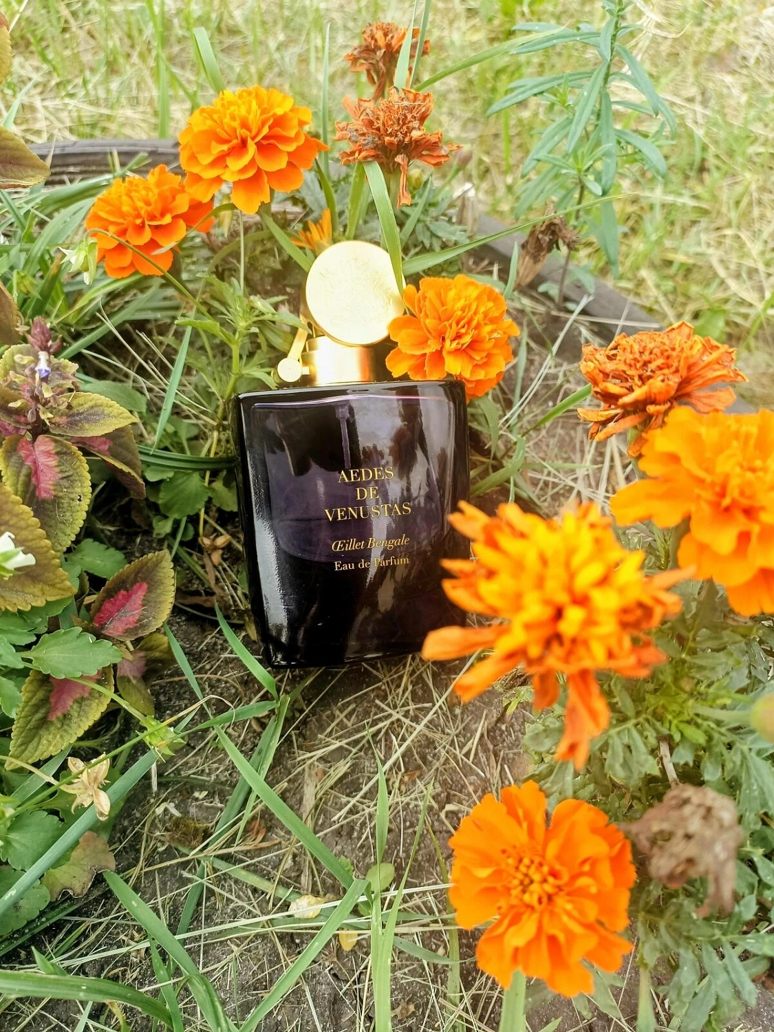 Aedes de Venustas Oeillet Bengale