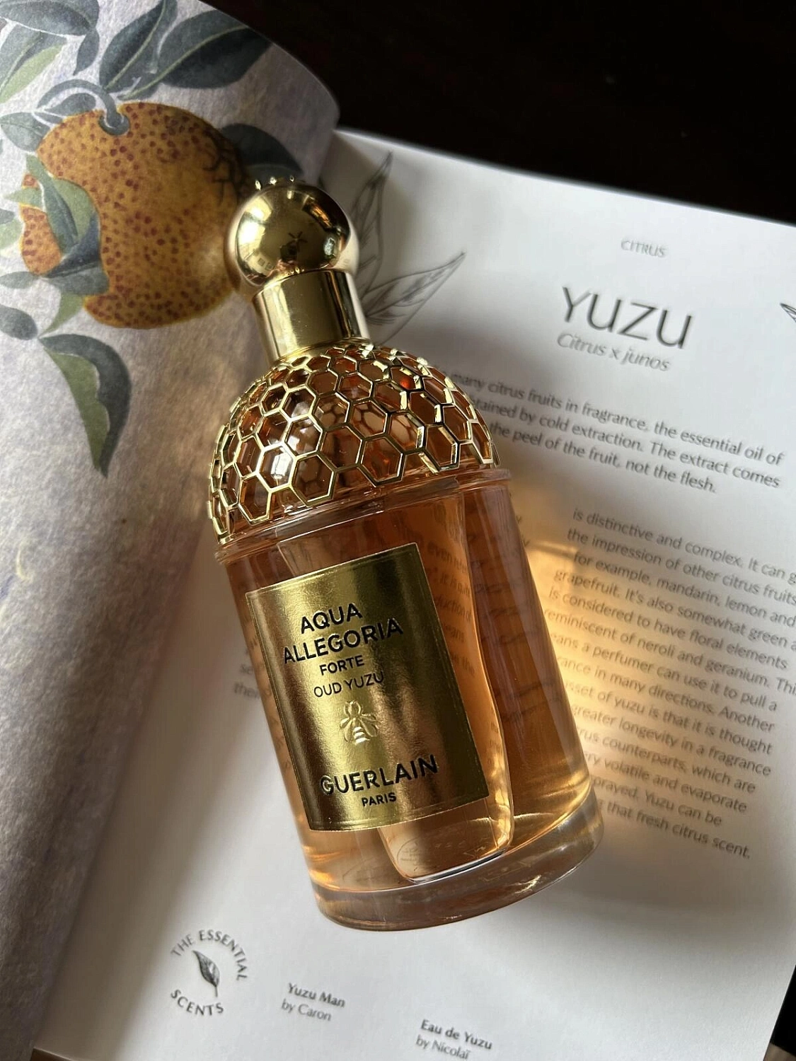 Guerlain Aqua Allegoria Forte Oud Yuzu Guerlain Aqua Allegoria Forte Oud Yuzu