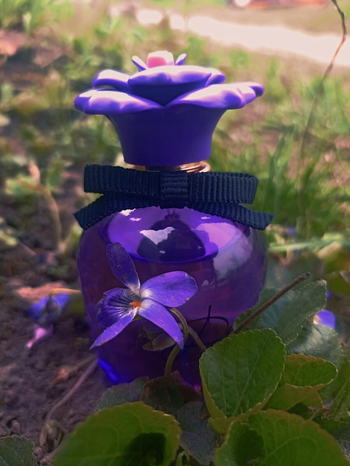 DOLCE & GABBANA Dolce Violet DOLCE & GABBANA Dolce Violet
