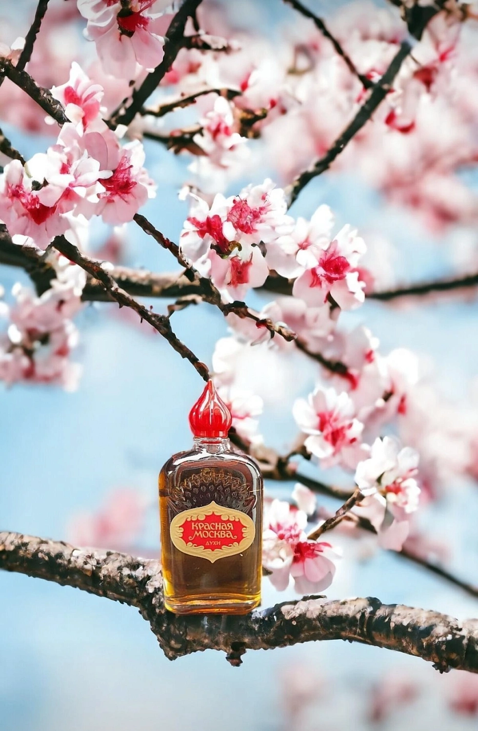 Novaya Zarya (Новая Заря) Красная Москва