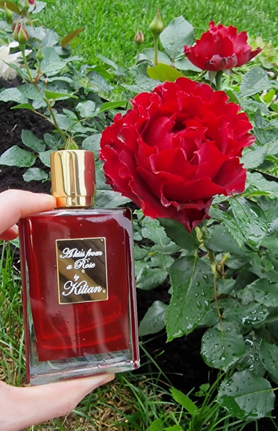 By Kilian A Kiss from a Rose