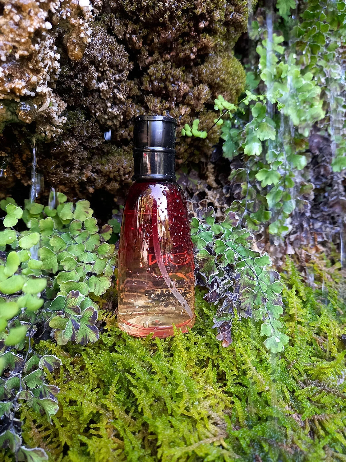 Novaya Zarya (Новая Заря) Галион (Galion d'or)