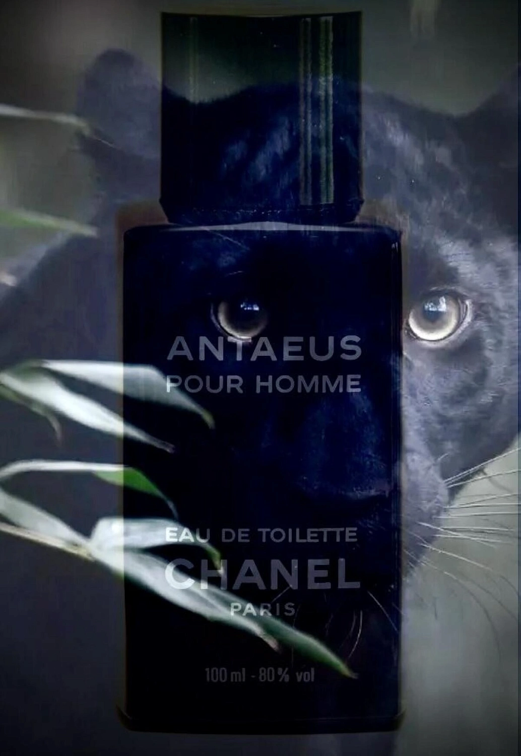 Chanel Antaeus