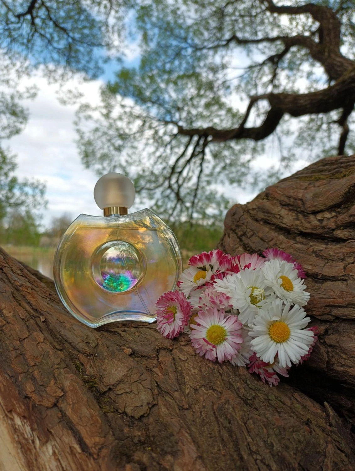 Elizabeth Taylor Forever Elizabeth