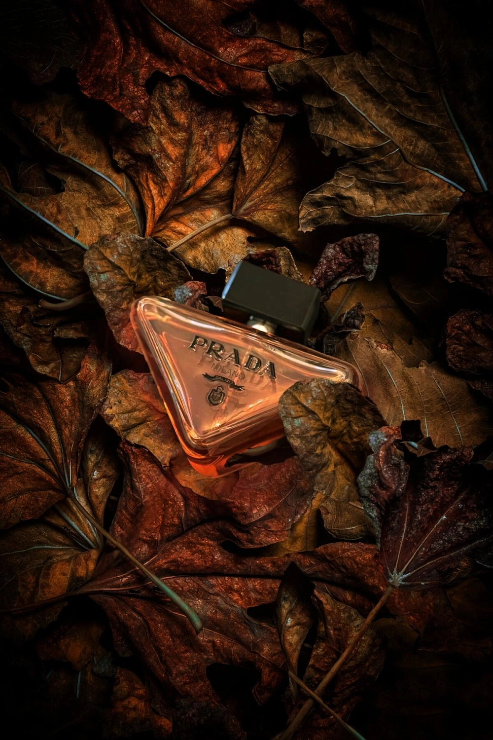 Prada Paradoxe Prada Paradoxe