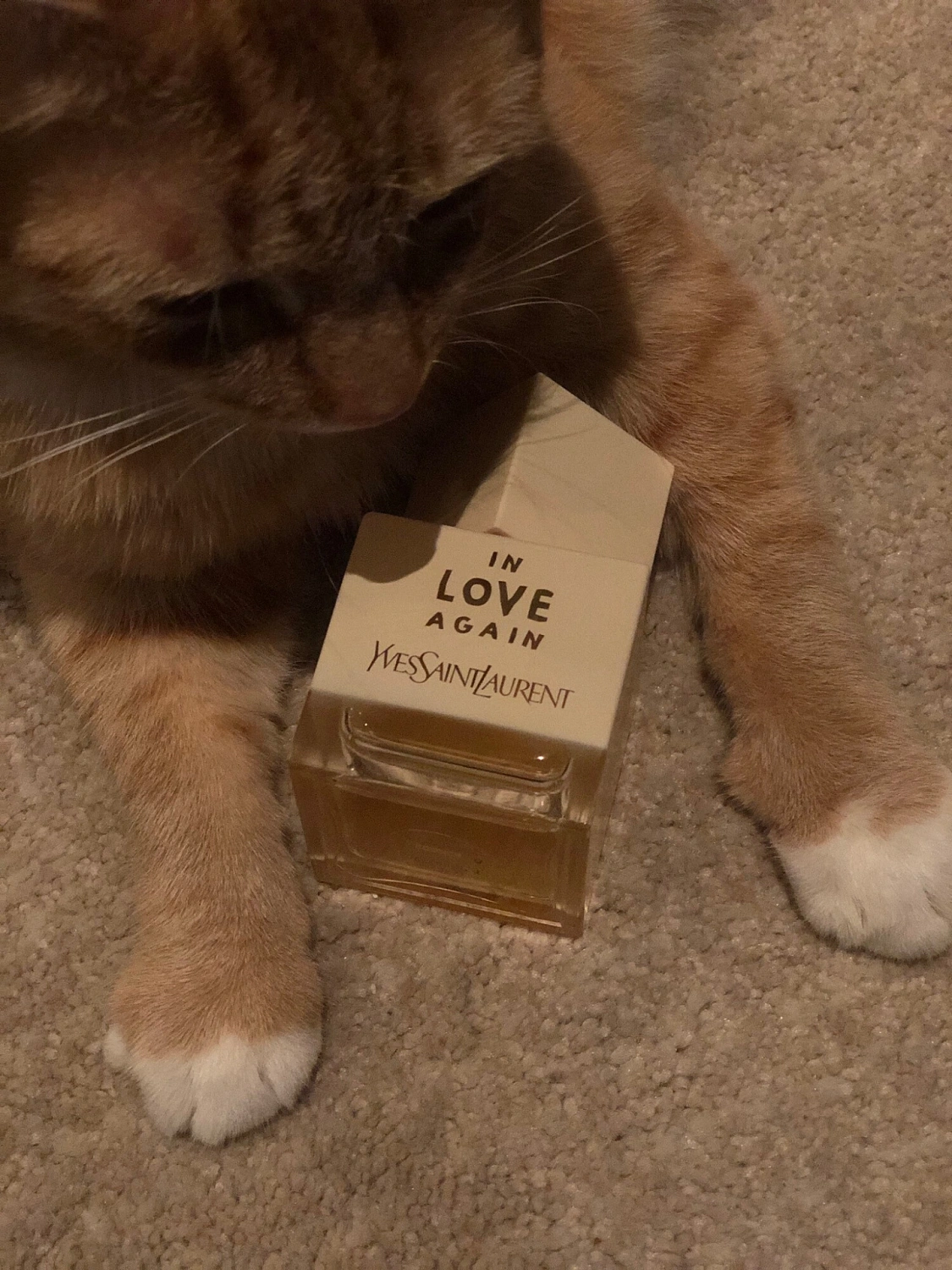 Yves Saint Laurent In Love Again