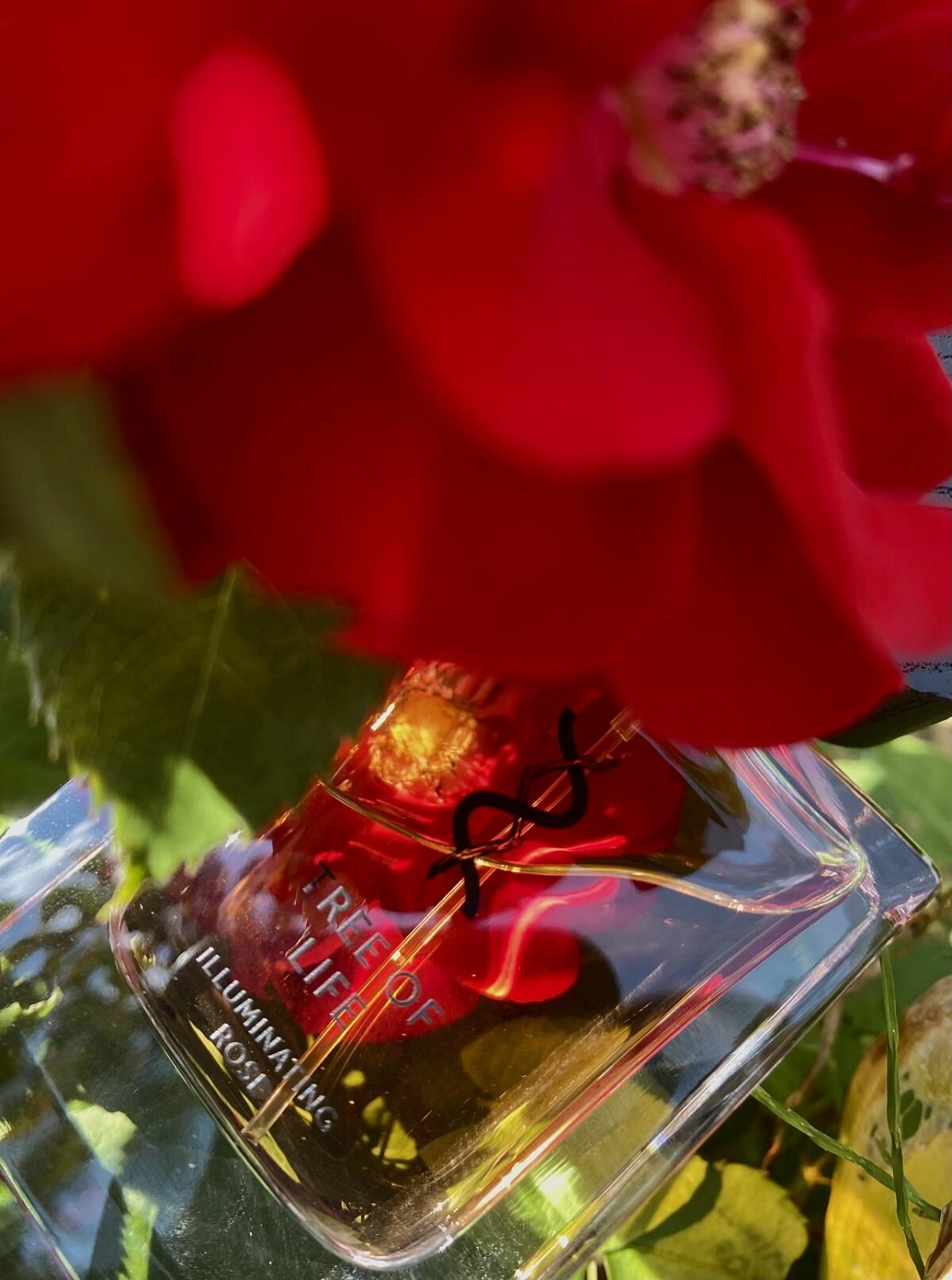 Tree of Life Illuminating Rose