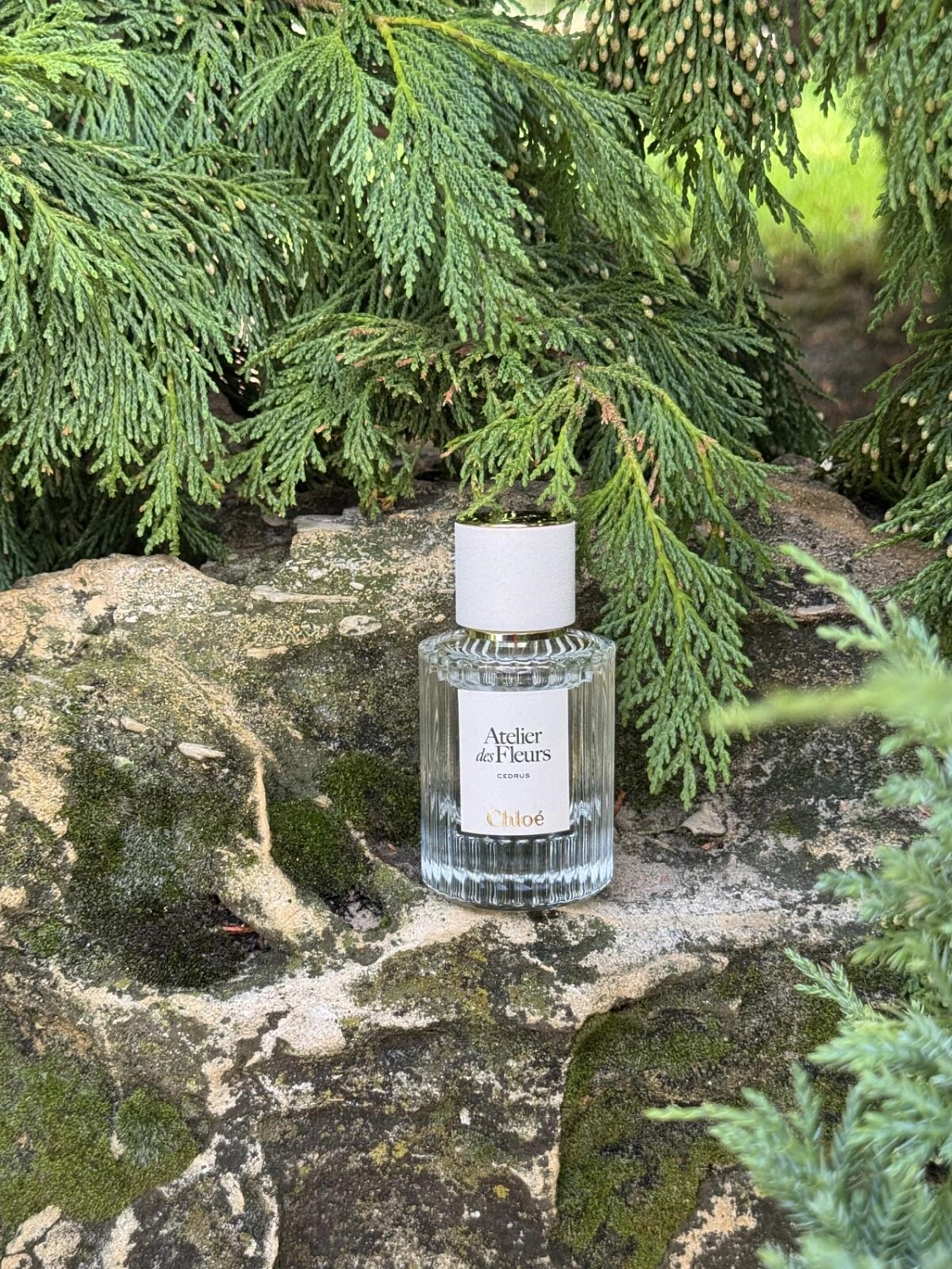 Chloe Atelier Des Fleurs Cedrus