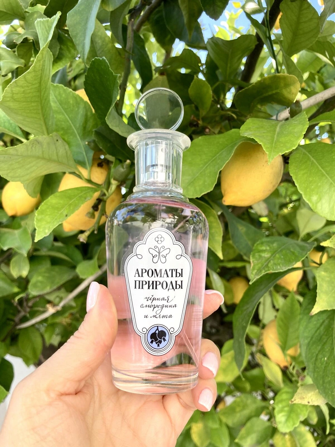 Brocard Черная смородина и Мята