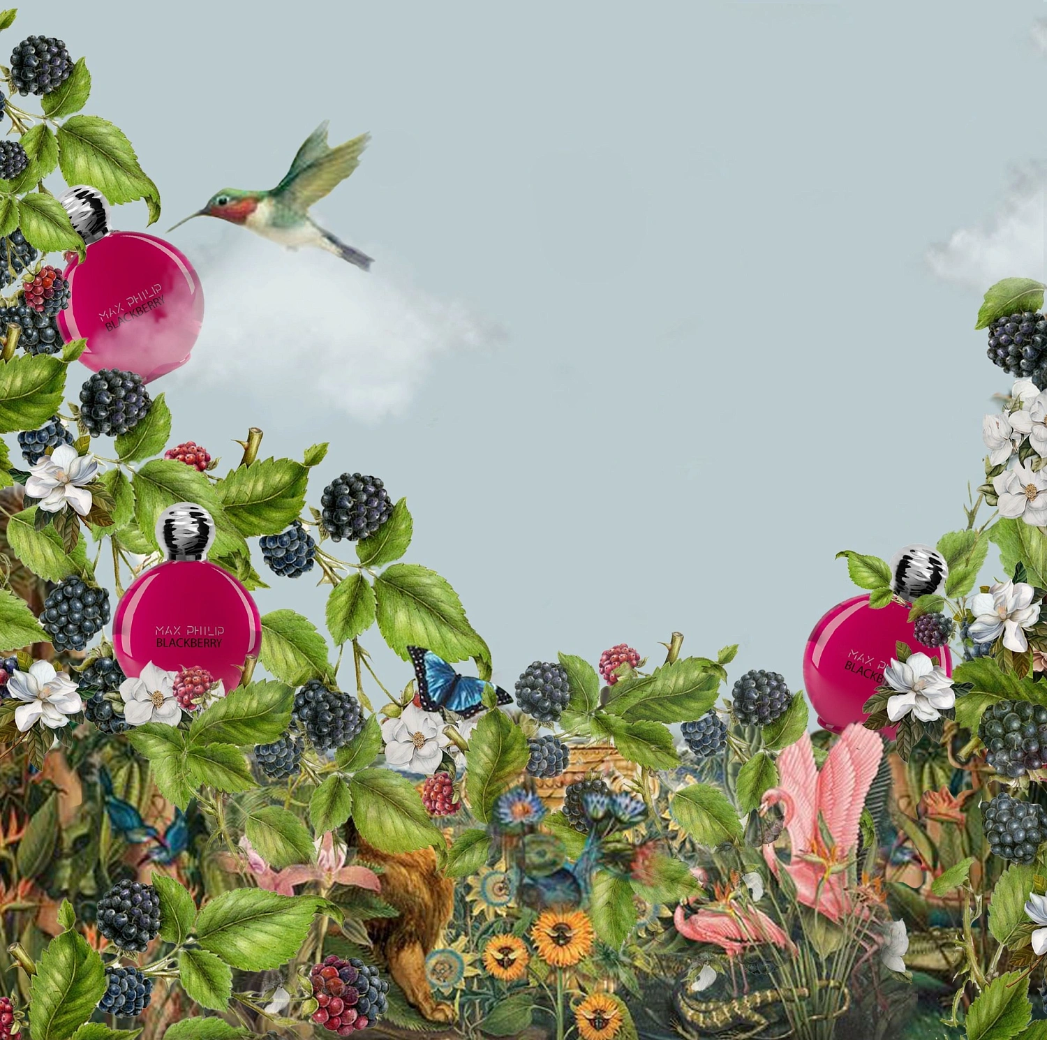 Max Philip Blackberry