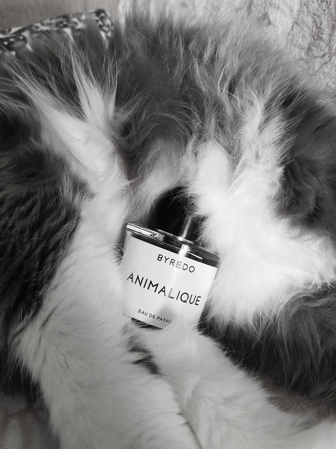 BYREDO Animalique