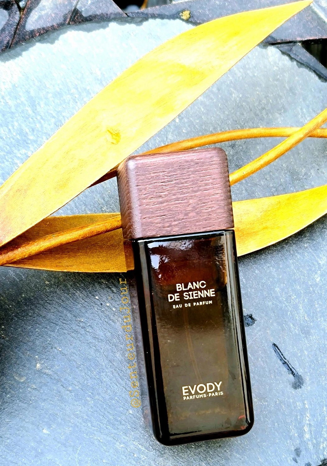 Evody Blanc de Sienne