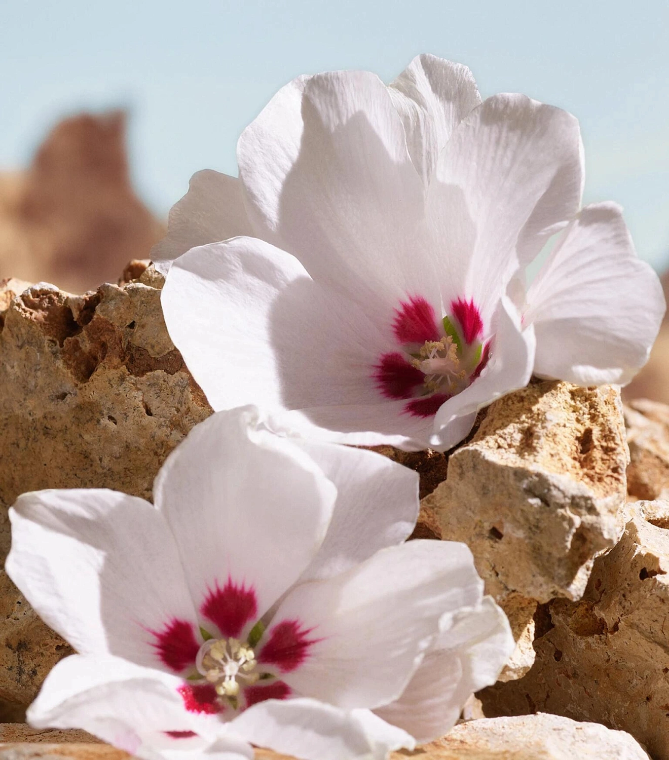 K by Dolce & Gabbana Elixir