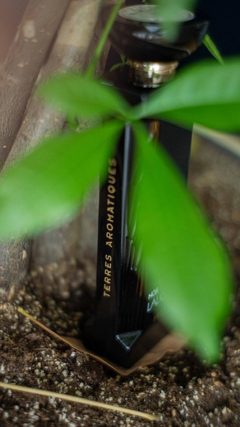 Lalique Terres Aromatiques